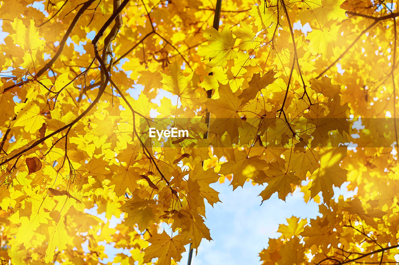 LOW ANGLE VIEW OF YELLOW MAPLE LEAVES ON TREE