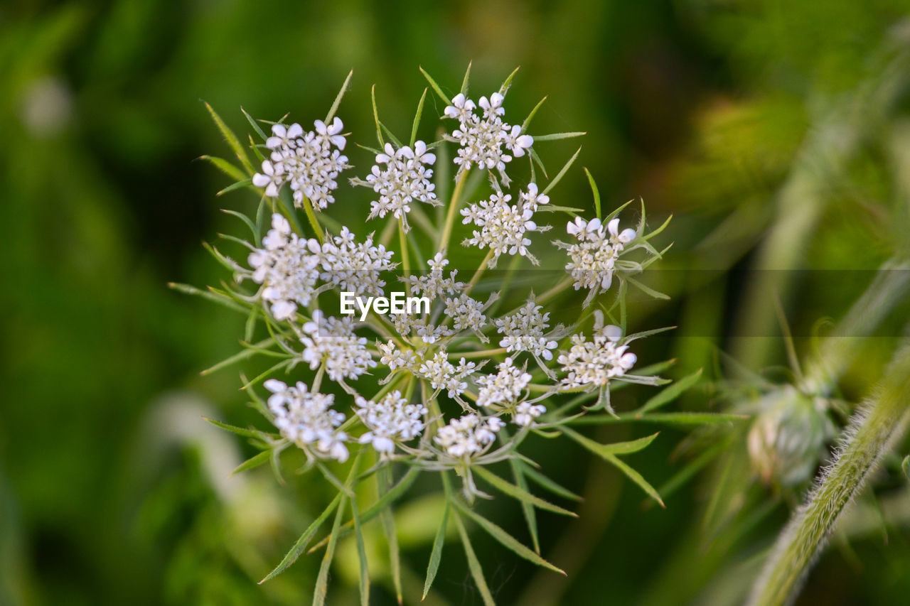 Close-up of white flowering plant