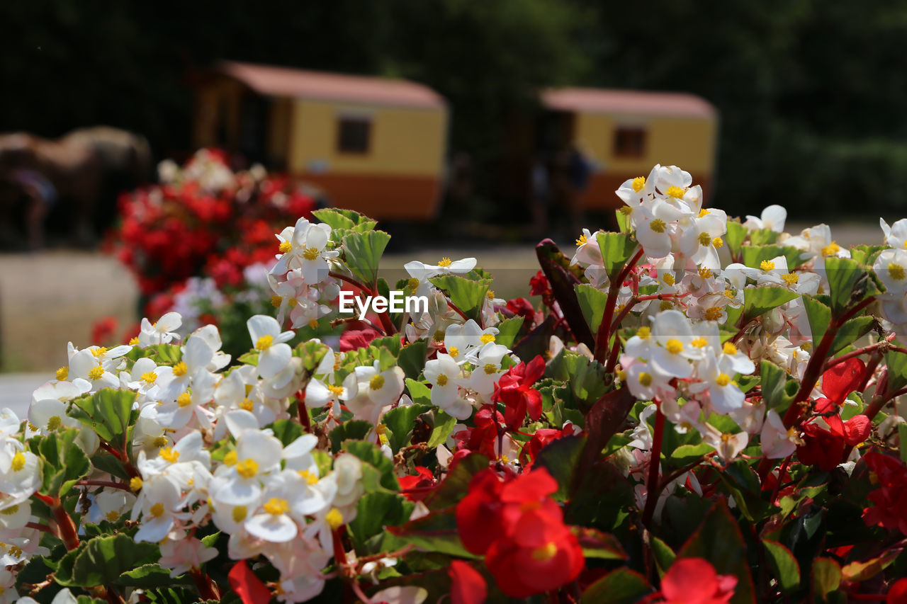 Close-up of white flowering plants