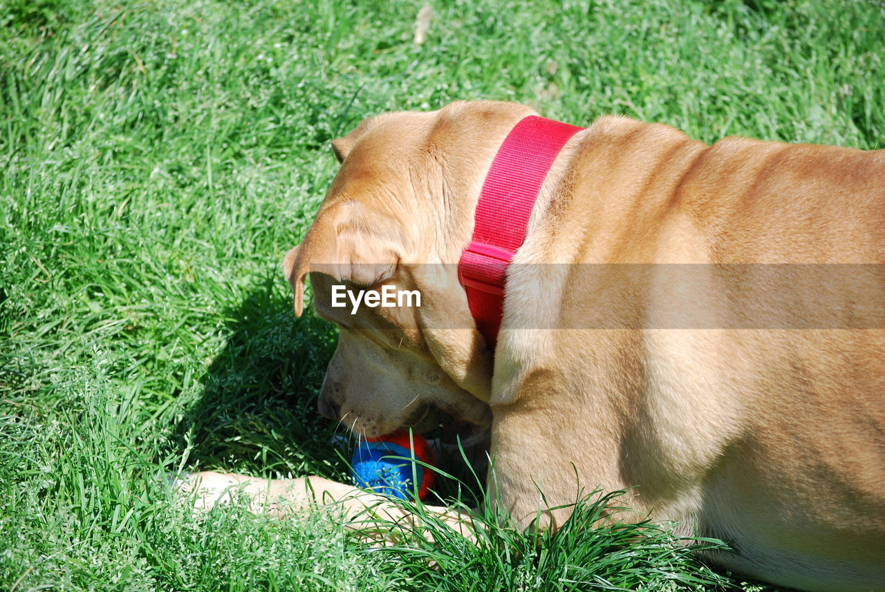 DOG IN GRASS