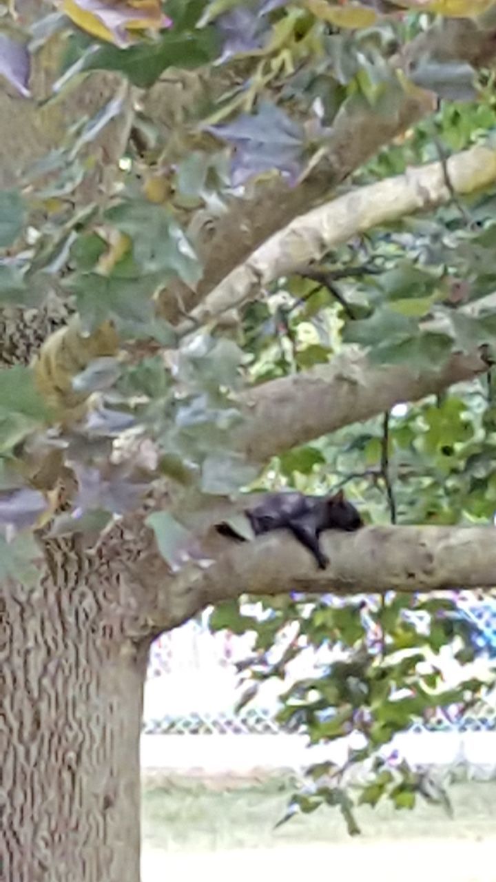 LOW ANGLE VIEW OF BIRD PERCHING ON TREE AGAINST BLURRED BACKGROUND