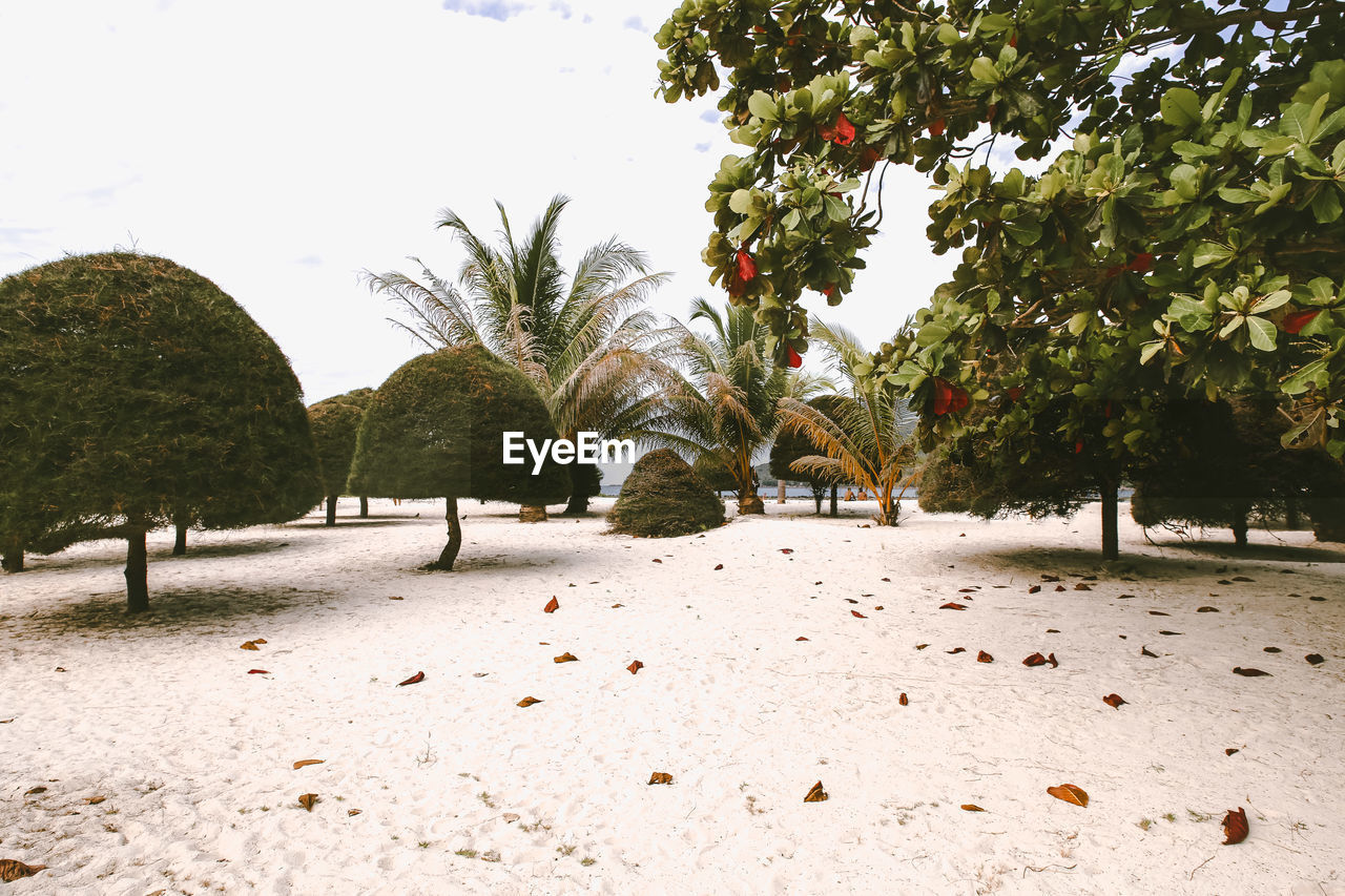 Trees on beach against sky