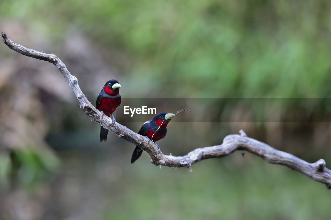 bird, animal themes, animal wildlife, animal, branch, wildlife, tree, nature, one animal, plant, perching, outdoors, no people, focus on foreground, forest, beak, full length, beauty in nature, red, multi colored, day, environment