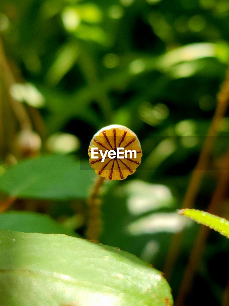 green, yellow, nature, plant, flower, leaf, macro photography, freshness, close-up, growth, food, beauty in nature, plant part, no people, food and drink, flowering plant, outdoors, focus on foreground, wildflower, healthy eating, fruit, day, sunlight, tree