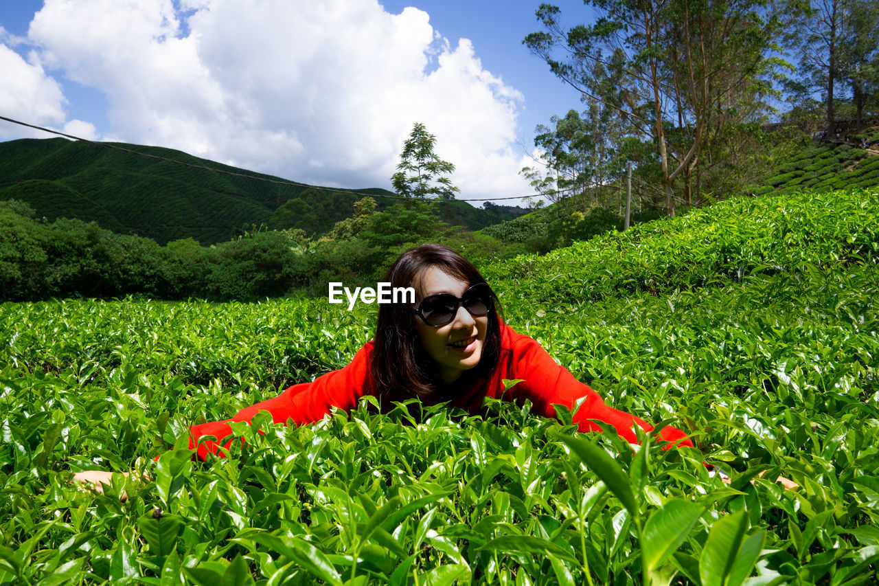 Boh tea plantation cameron highland - scenic splendor with its stark natural beauty.