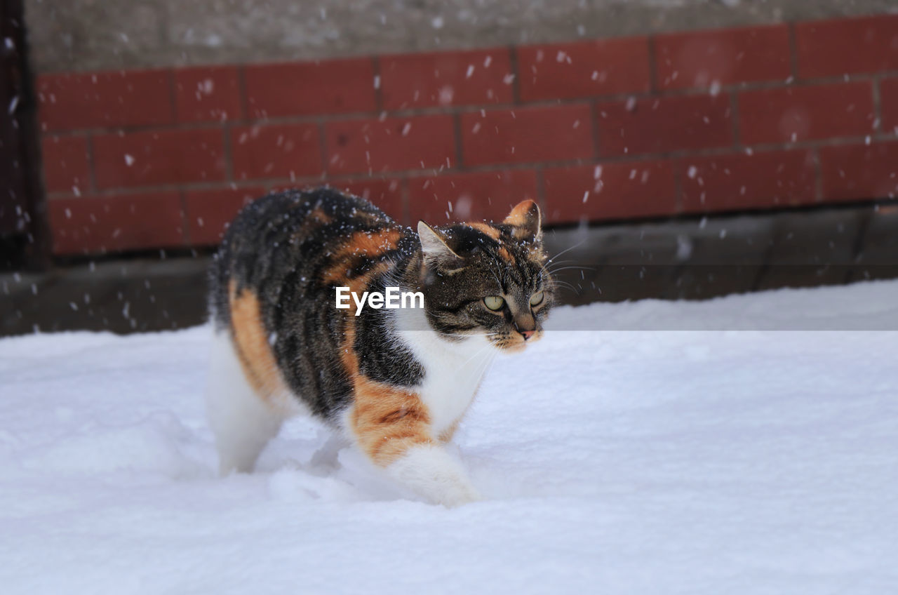 View of a cat on snow