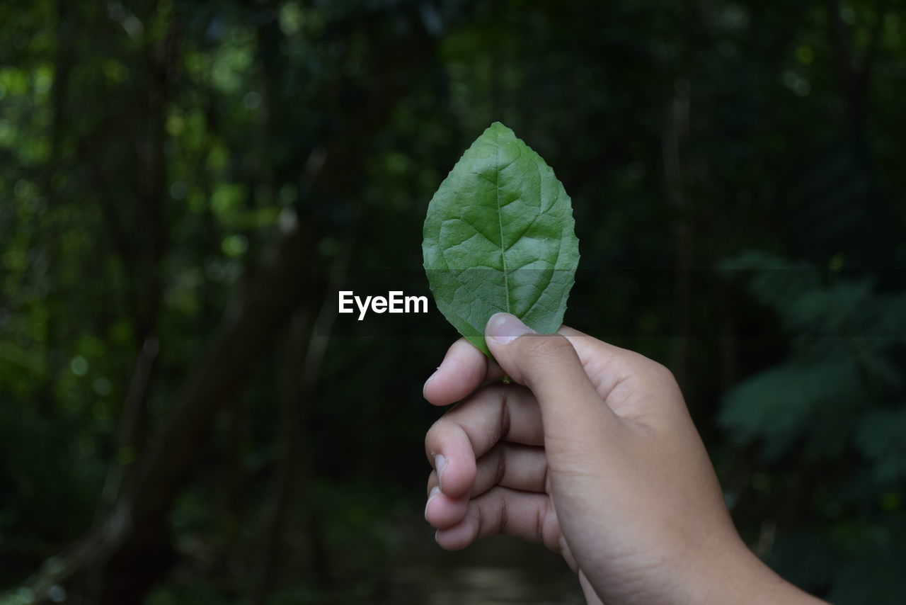 CROPPED HAND HOLDING PLANT