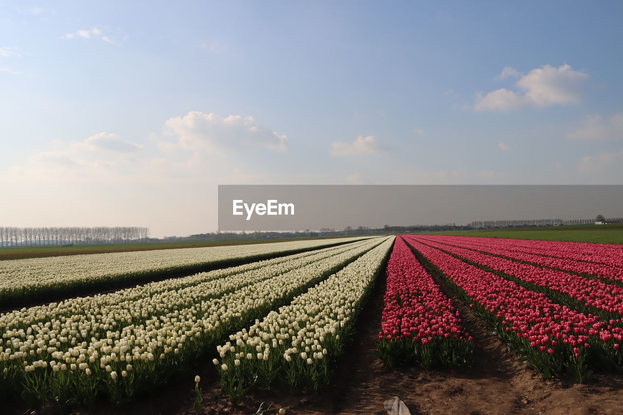 plant, sky, field, agriculture, growth, flower, landscape, nature, beauty in nature, flowering plant, land, rural scene, environment, freshness, cloud, in a row, crop, farm, rural area, scenics - nature, no people, tranquility, tranquil scene, abundance, food and drink, day, horizon, food, outdoors, vegetable, springtime, idyllic, sunlight, fragility, horizon over land, red, blue