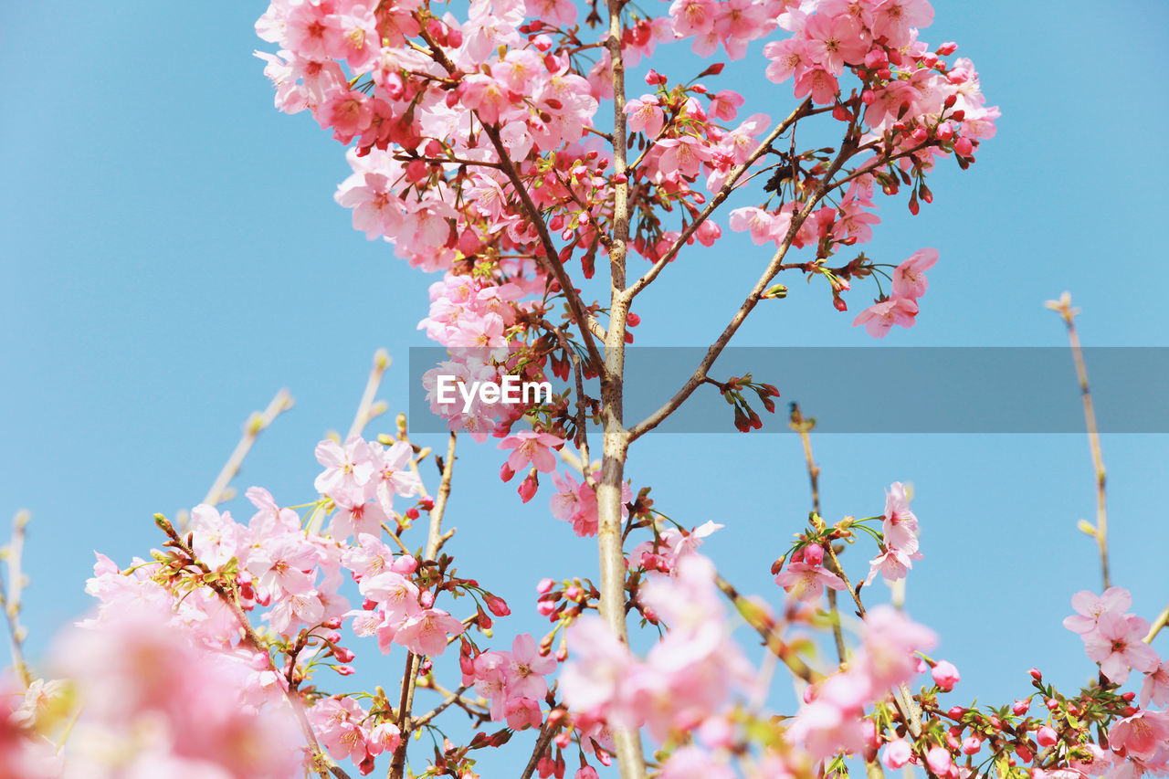 Low angle view of pink cherry blossoms against clear blue sky