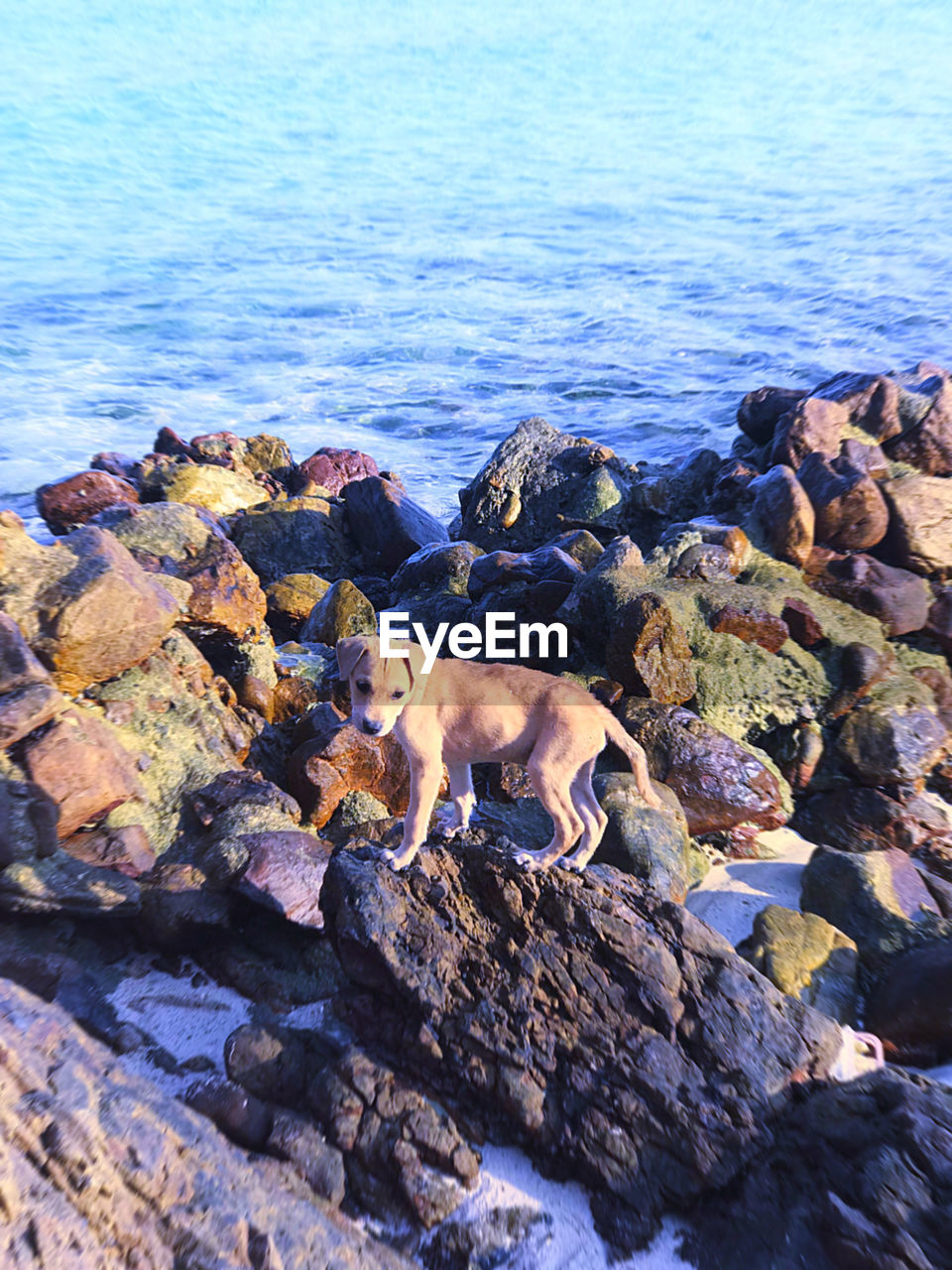 VIEW OF DOG ON ROCK AT BEACH