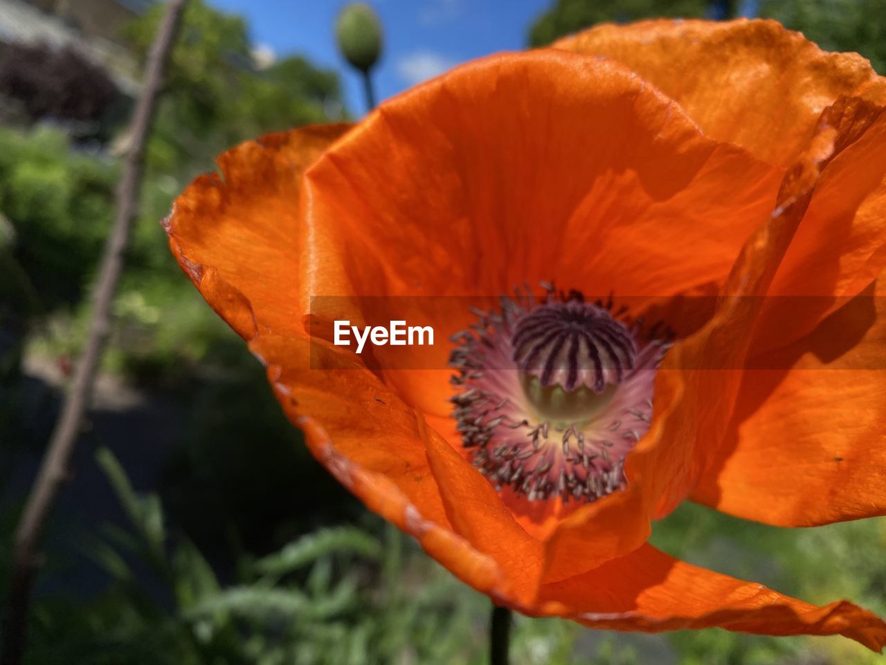 poppy, flower, plant, flowering plant, freshness, close-up, petal, beauty in nature, nature, flower head, inflorescence, growth, orange color, fragility, macro photography, no people, wildflower, food, pollen, outdoors, focus on foreground, day, yellow, leaf, botany, plant part, blossom, plant stem