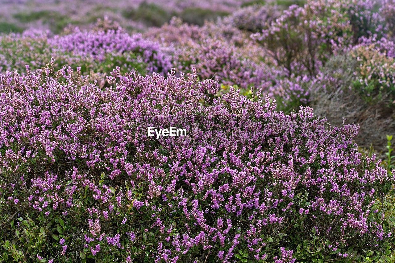Close-up of purple flowering heather on heathland field