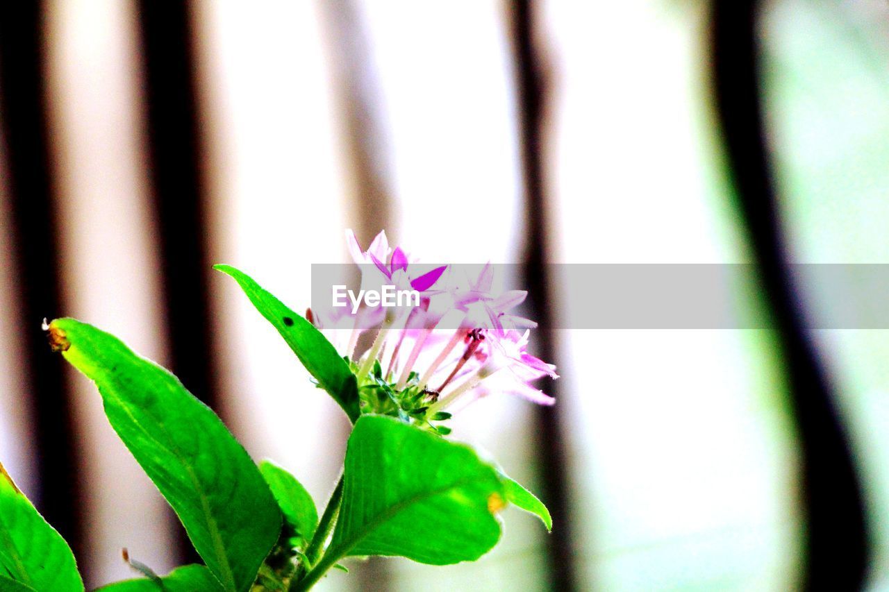 CLOSE-UP OF FLOWERS