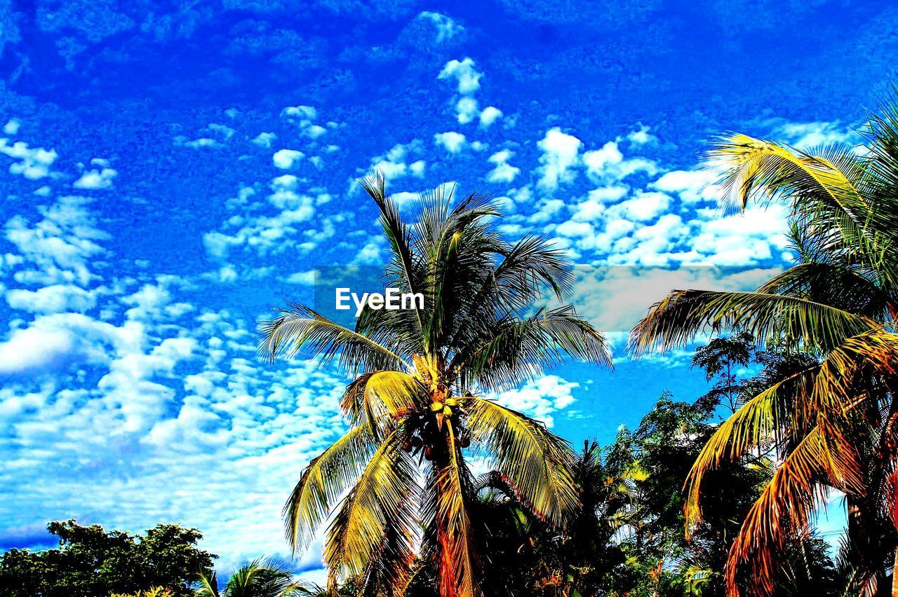 LOW ANGLE VIEW OF PALM TREES AGAINST SKY