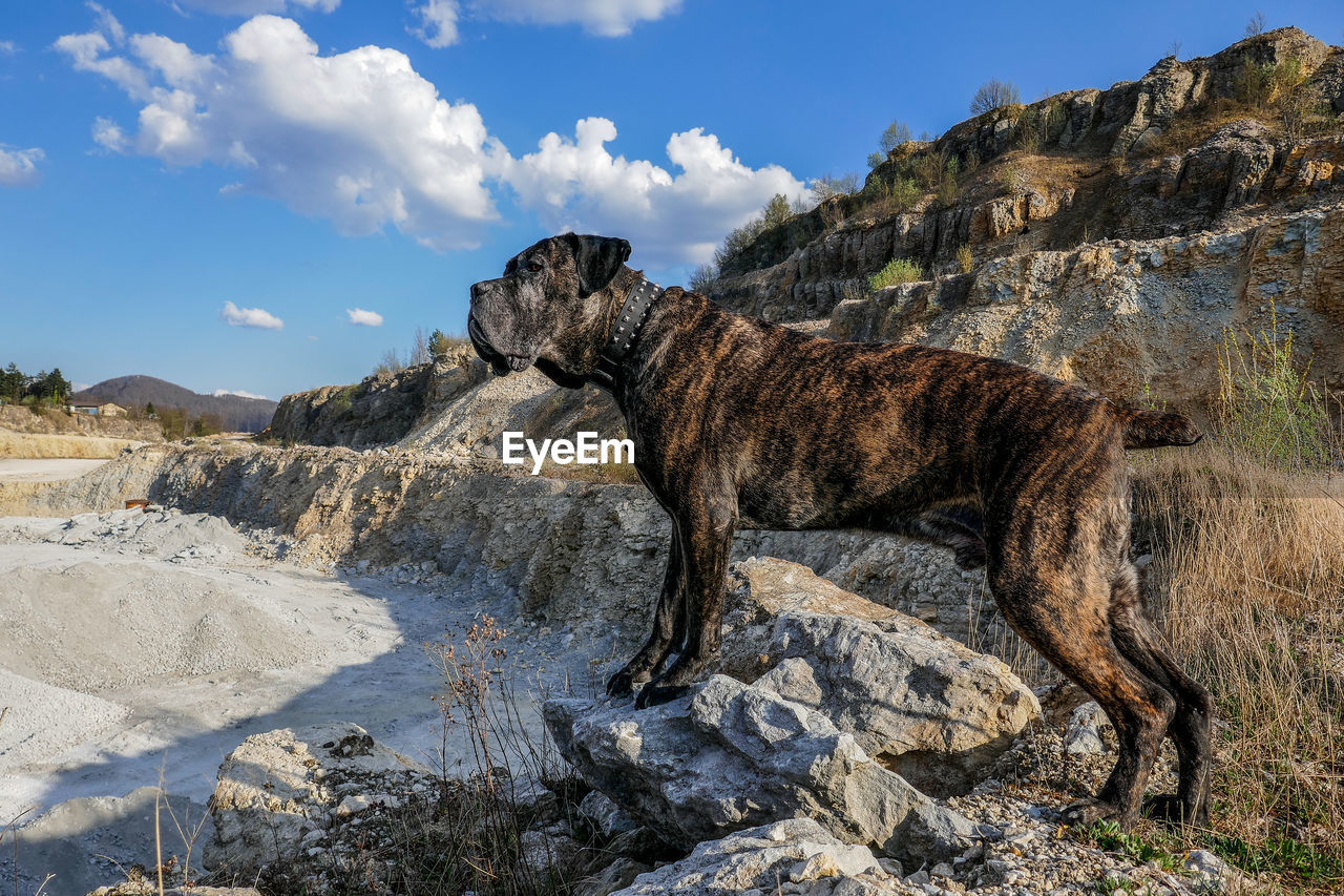 Dog looking away outdoors