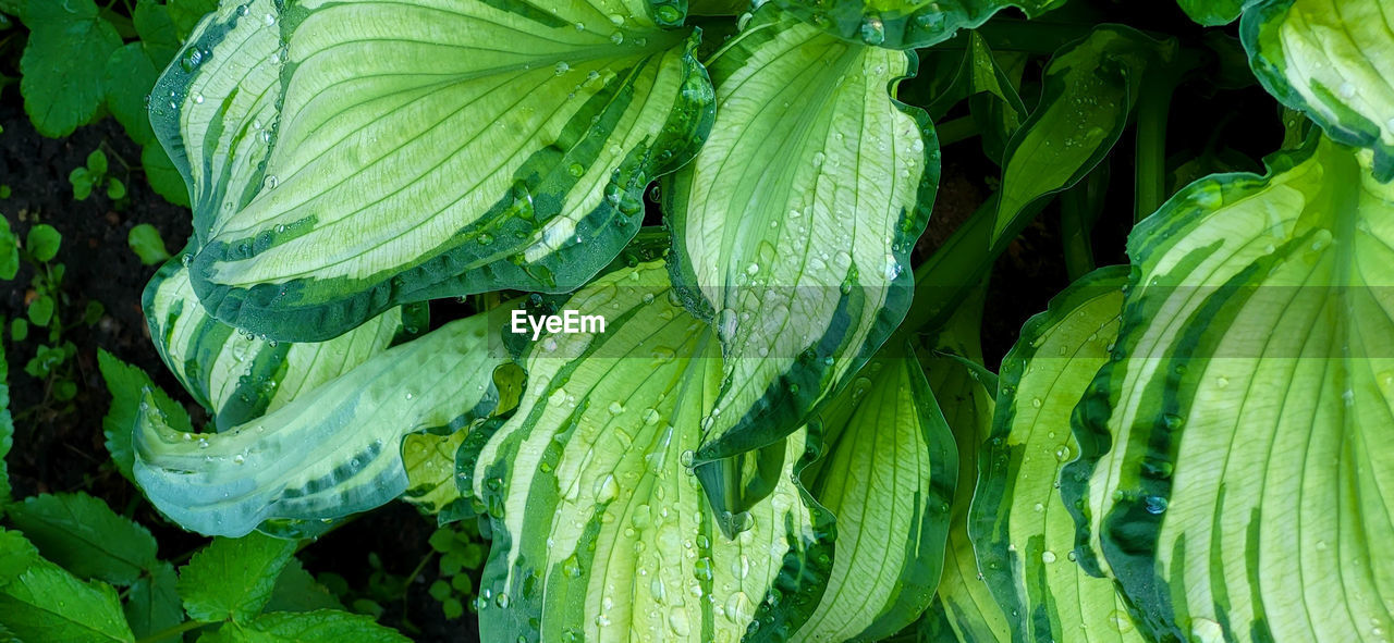 A hosta flower with green leaves grows in a flower bed in the city garden