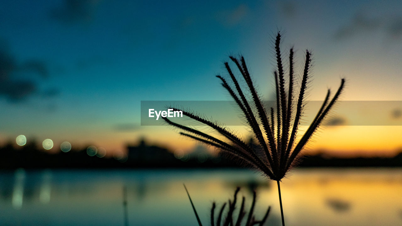 Close-up of silhouette plant against sky during sunset