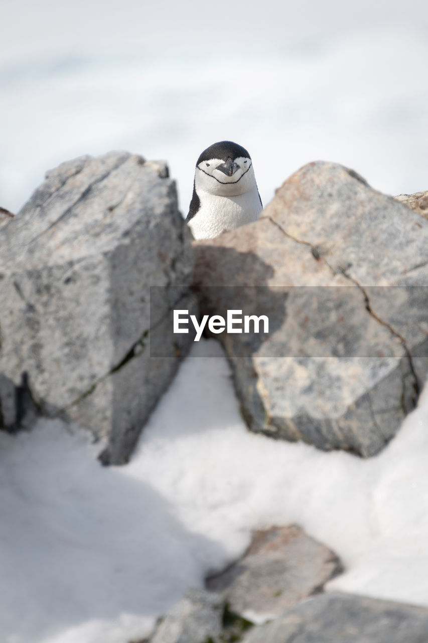 Penguin plays peekaboo from behind rocks