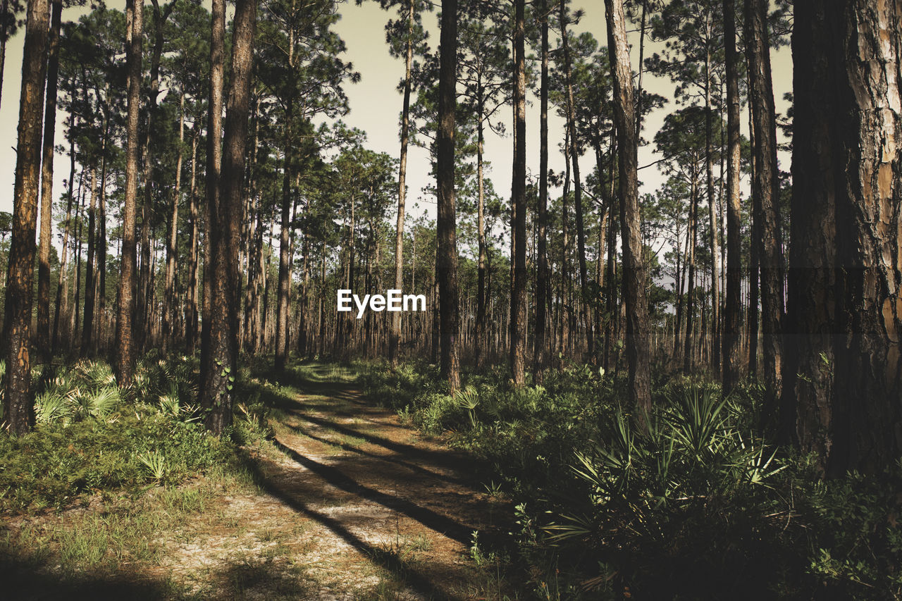 Bamboo trees in forest