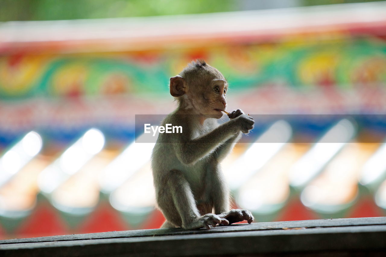 monkey eating food