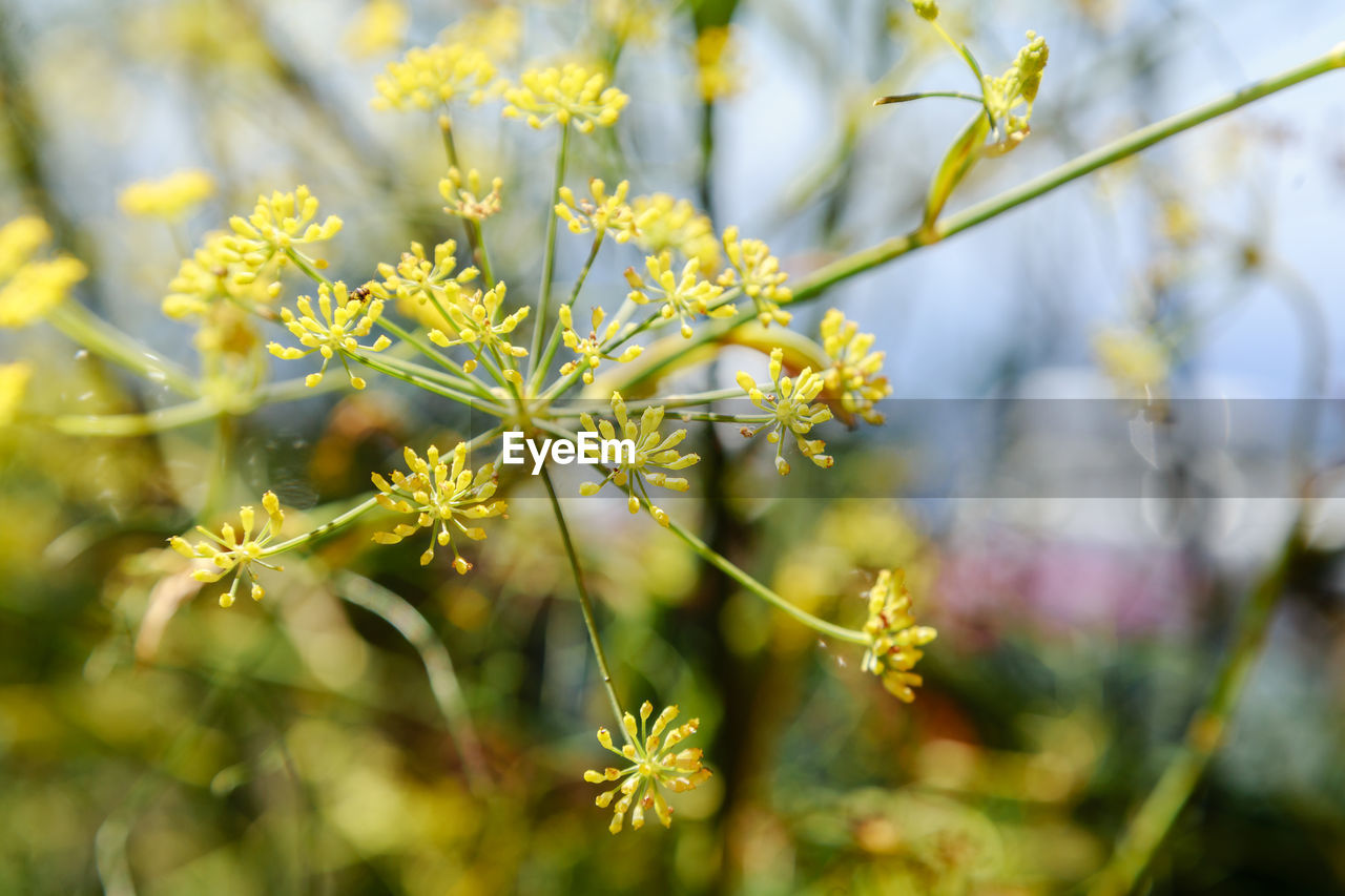 Close-up of yellow flowering plant