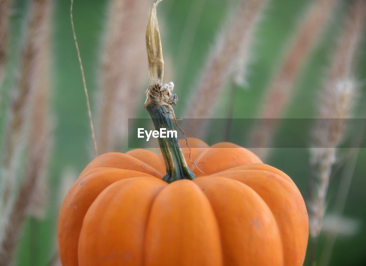 Close-up of pumpkin