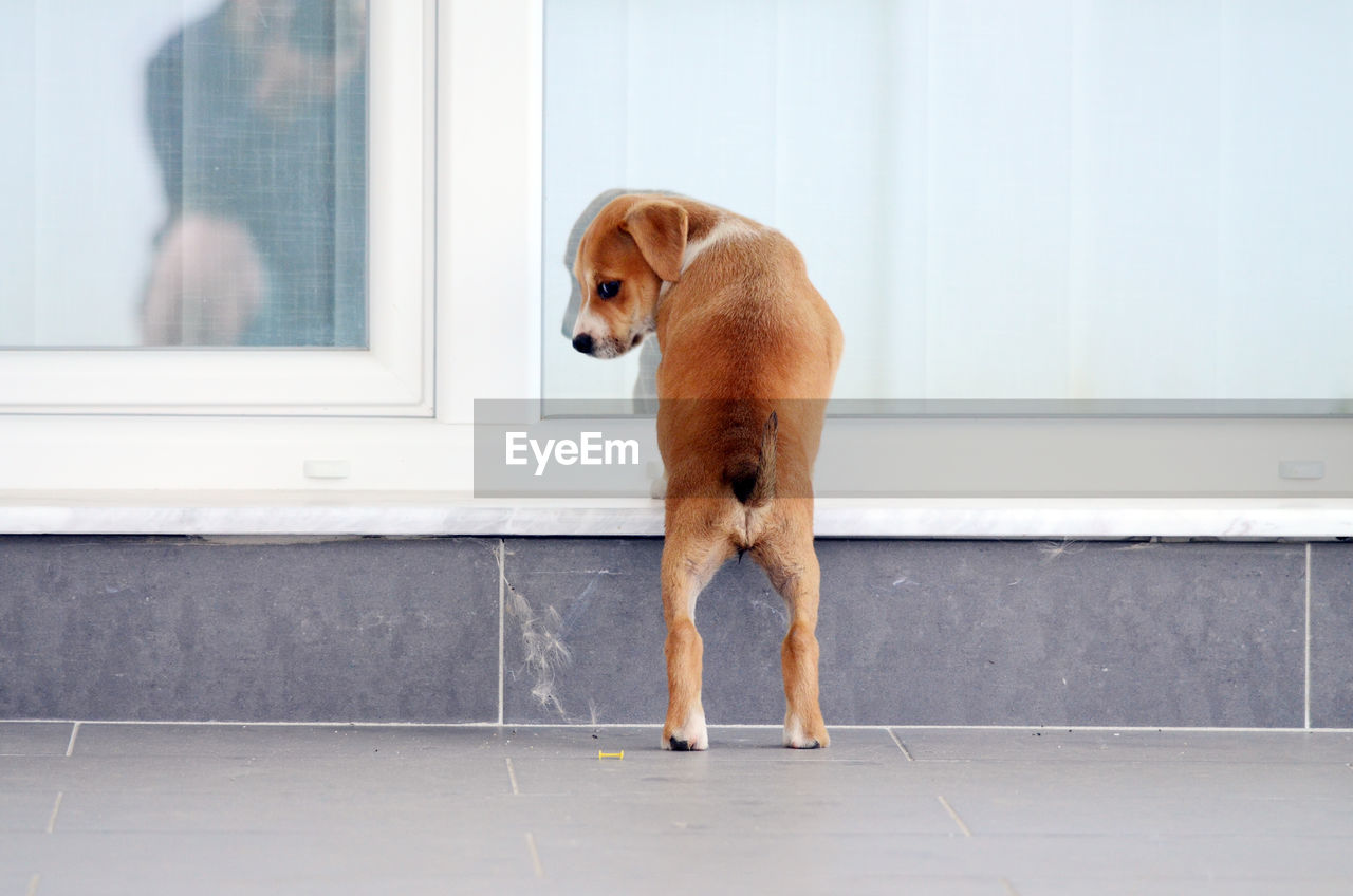 Dog against window