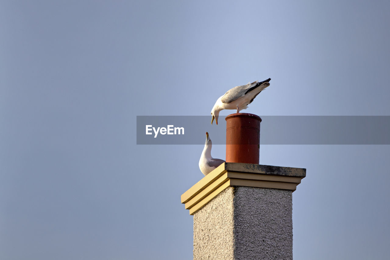 LOW ANGLE VIEW OF SEAGULL PERCHING ON THE WALL