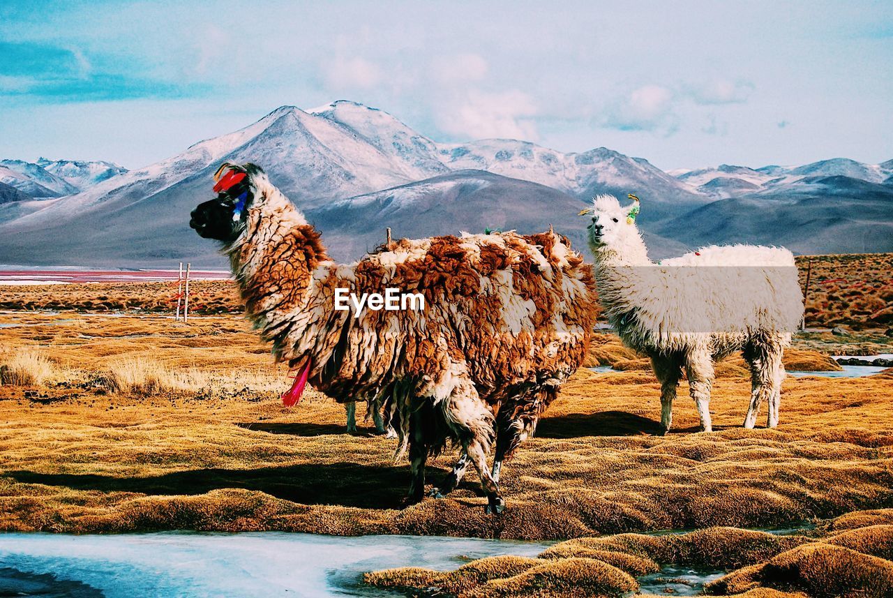 Alpacas grazing on field in the andes