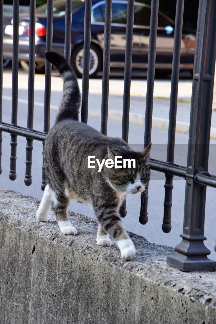 PORTRAIT OF CAT STANDING ON RAILING AGAINST METAL FENCE