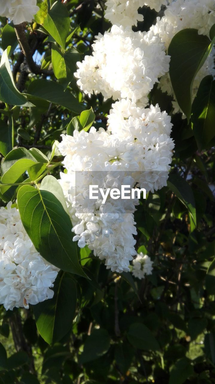 CLOSE-UP OF WHITE FLOWER TREE