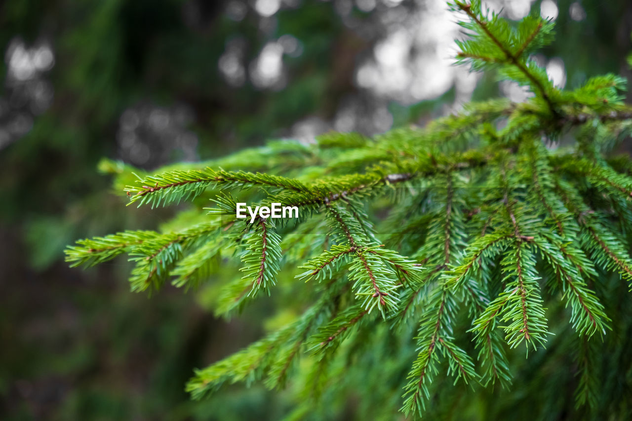 plant, tree, green, nature, branch, pine tree, coniferous tree, leaf, pinaceae, plant part, beauty in nature, growth, no people, forest, close-up, outdoors, land, spruce, vegetation, day, environment, focus on foreground, pine woodland, fir, needle - plant part, selective focus, tranquility, woodland, flower, social issues, botany