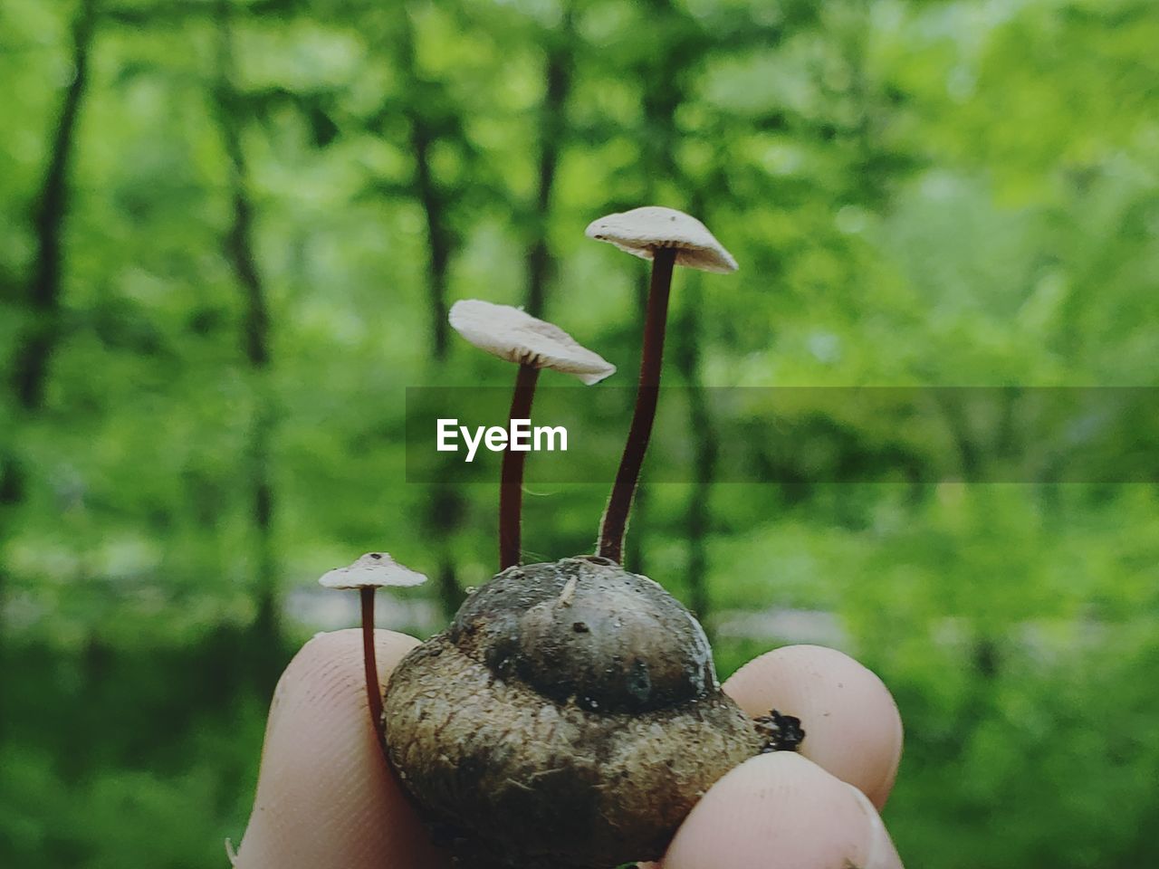 CLOSE-UP OF PERSON HOLDING MUSHROOMS