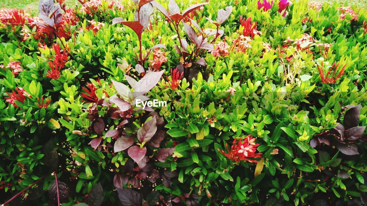 RED FLOWERS GROWING ON PLANT OUTDOORS