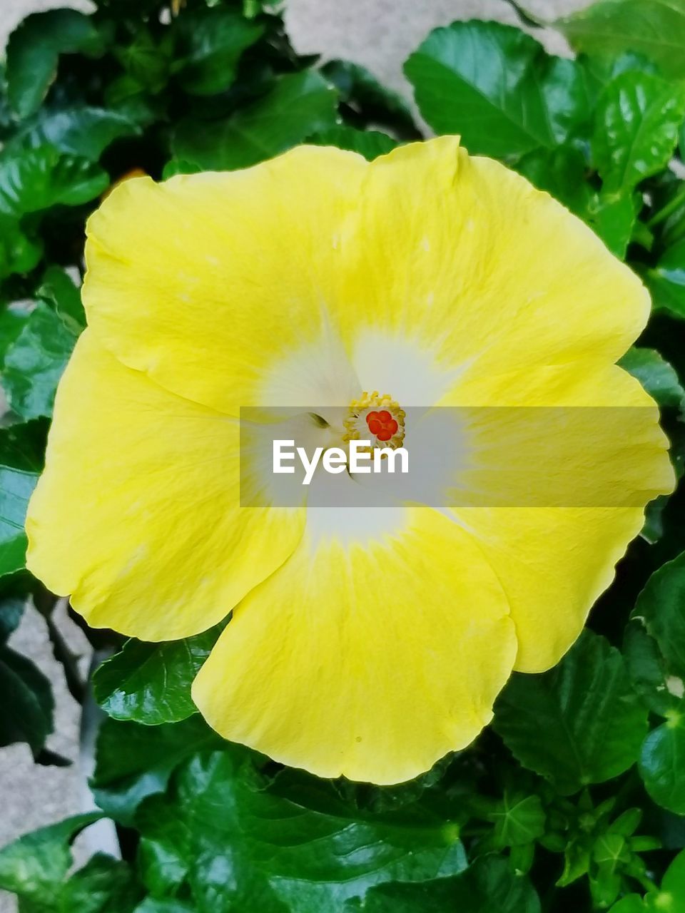 CLOSE-UP OF YELLOW HIBISCUS BLOOMING