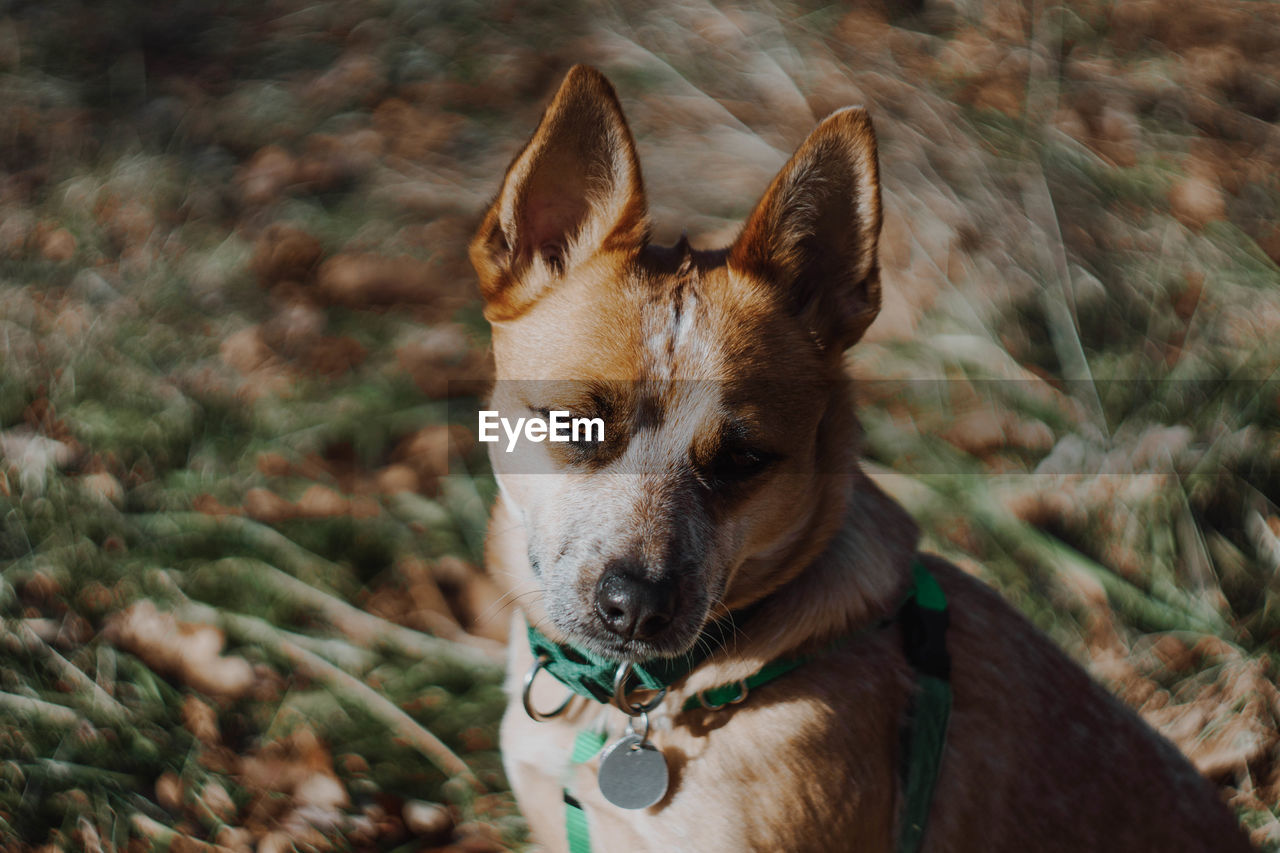 Close-up of dog by plants