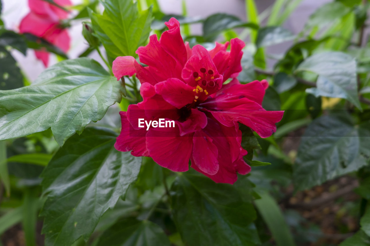CLOSE-UP OF PINK FLOWER