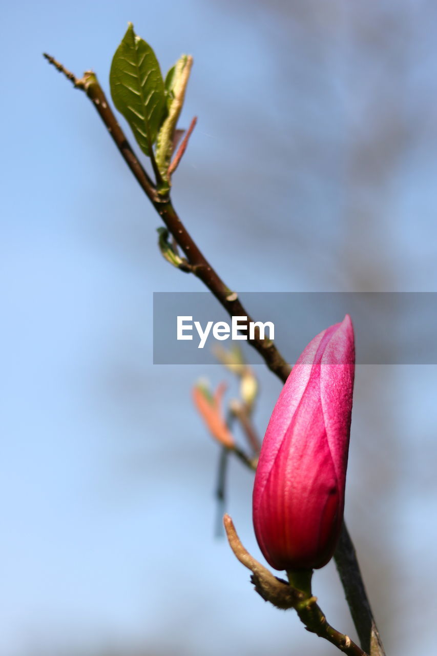 Close-up of pink flower bud growing outdoors