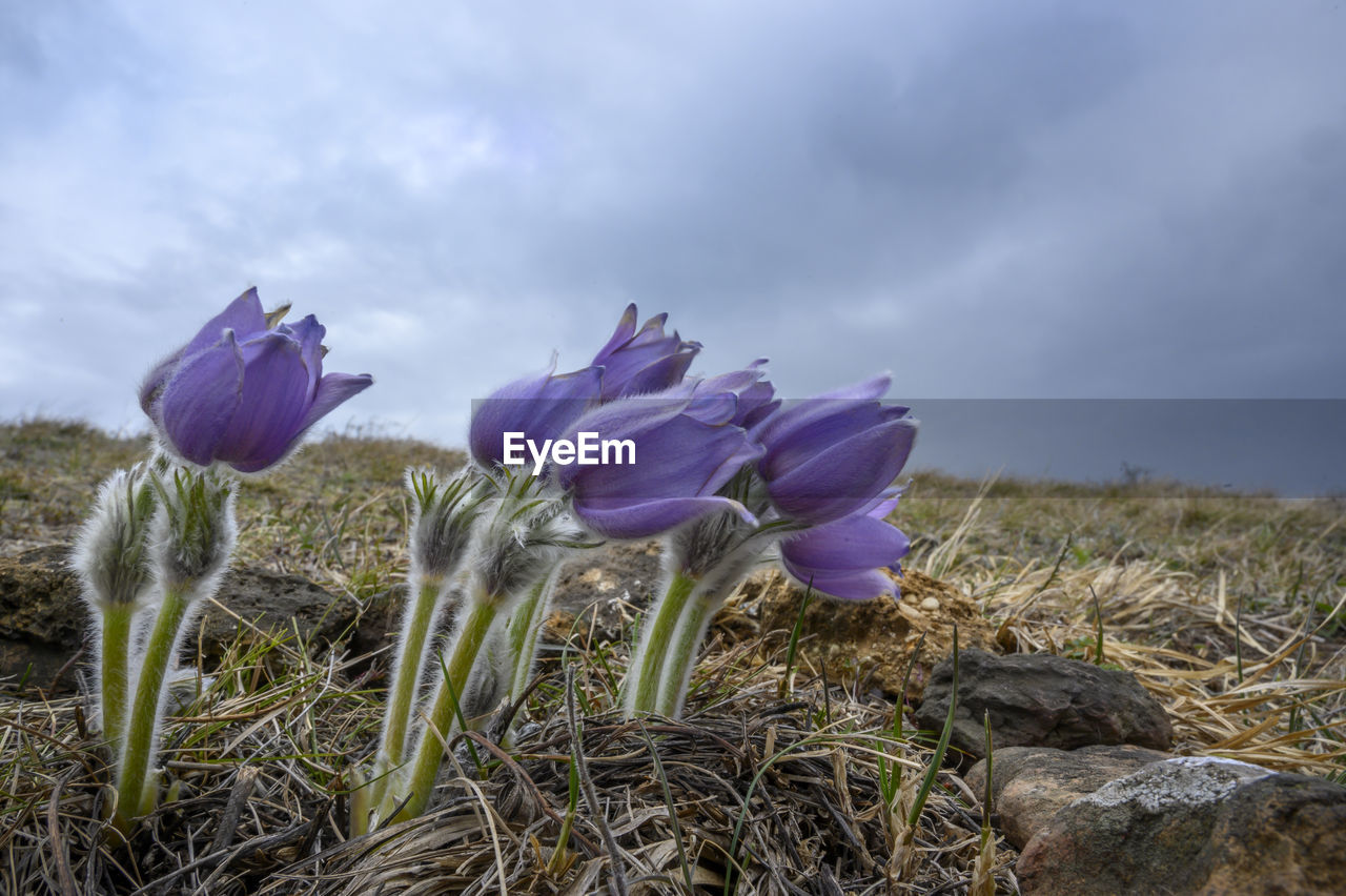 CLOSE-UP OF PURPLE FLOWERING PLANTS ON LAND