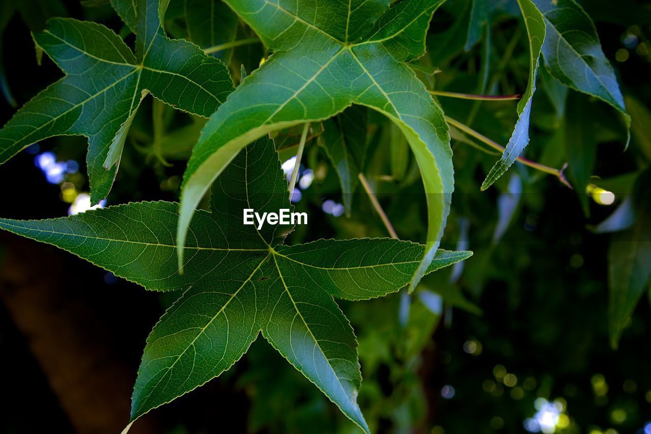 Close-up of fresh green plant