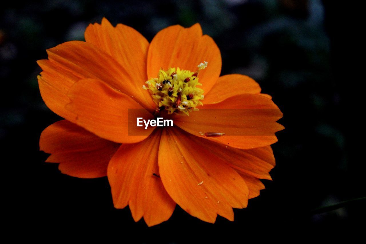 Close-up of orange cosmos flower