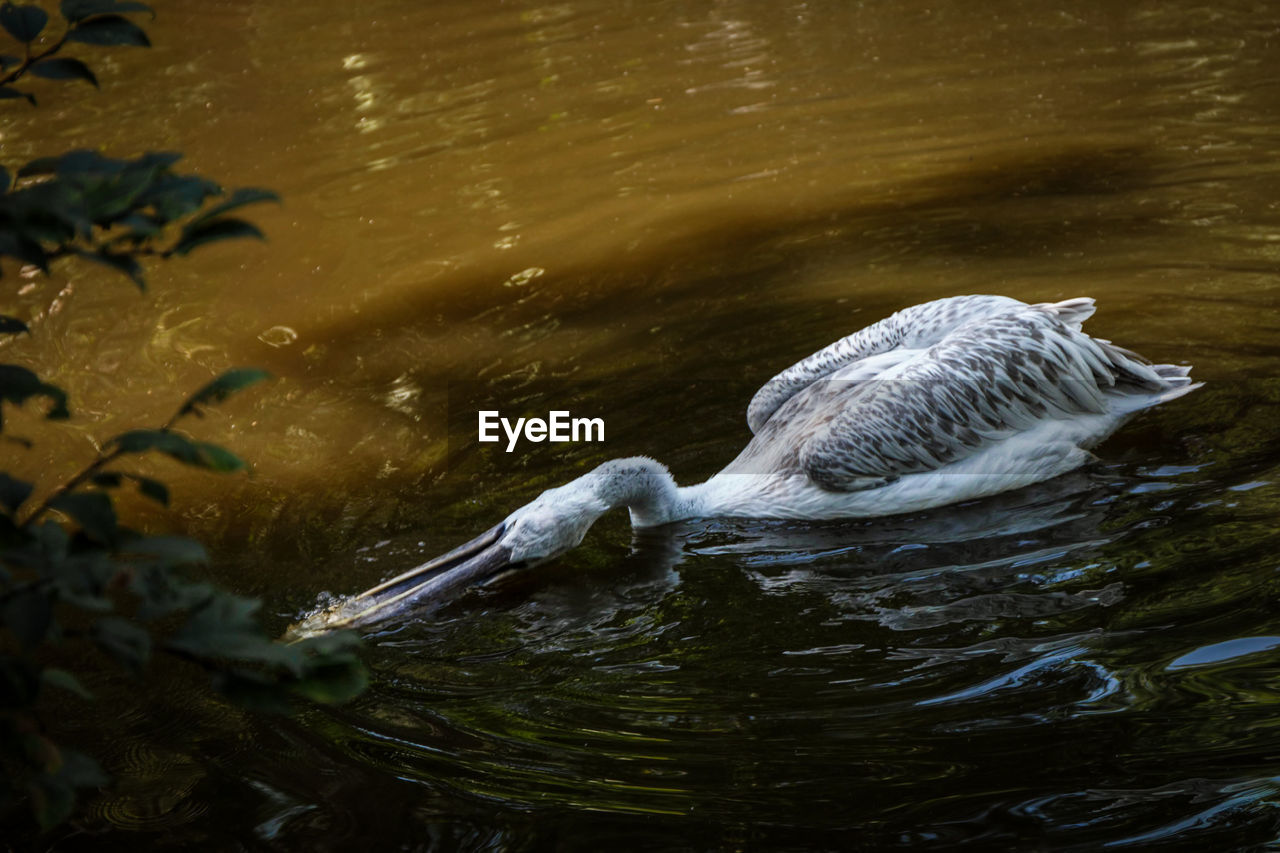 High angle view of a pelican swimming in lake