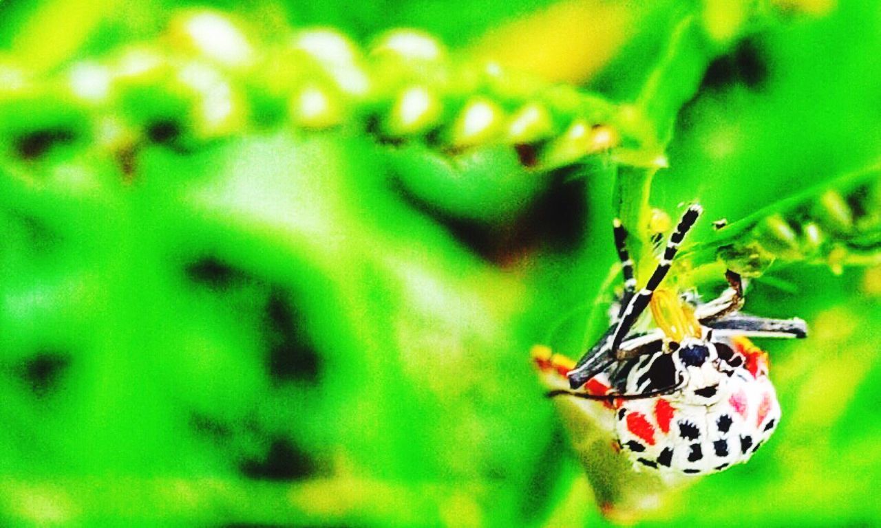 CLOSE-UP OF INSECT ON GREEN LEAF