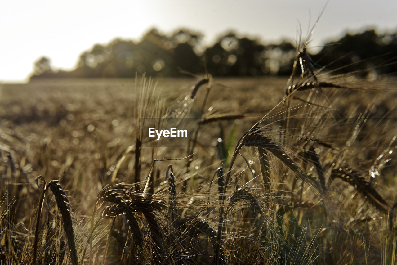 Close-up of wheat in field