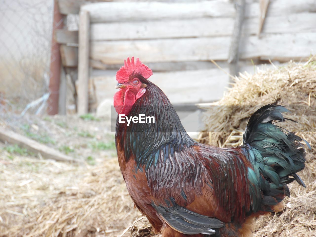 Close-up of rooster in chicken coop