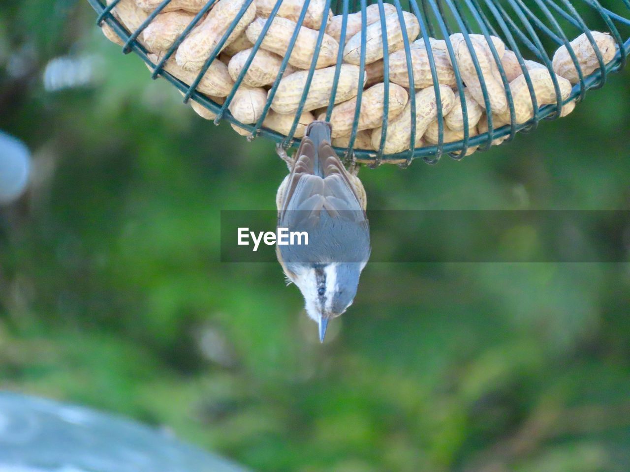 CLOSE-UP OF BIRD FLYING OVER A TREE