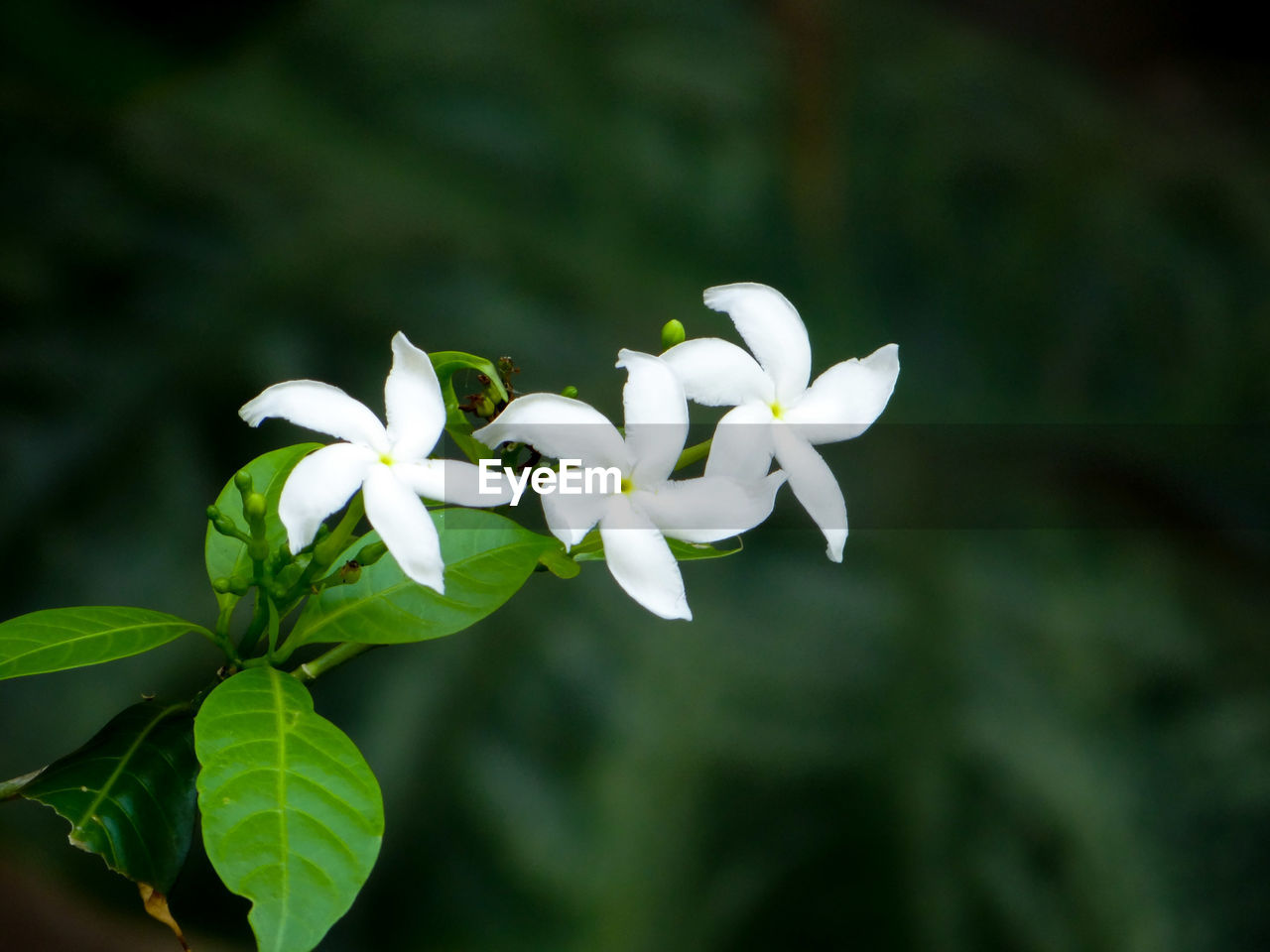 CLOSE UP OF WHITE FLOWERING PLANT