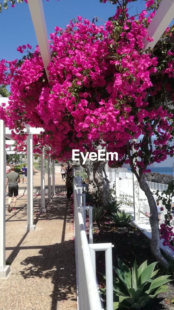 Pink flowers growing on tree