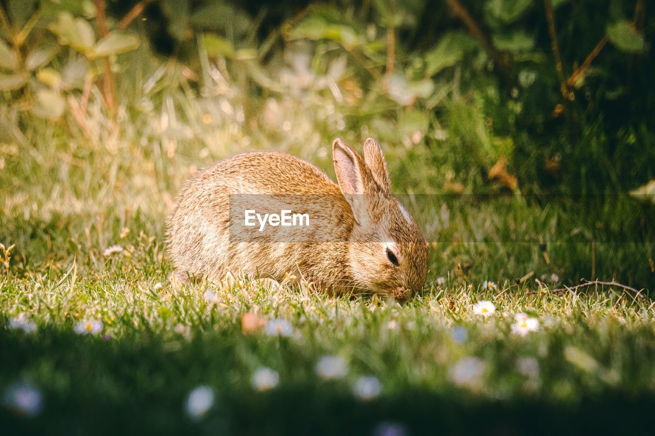 animal, animal themes, grass, nature, one animal, animal wildlife, mammal, wildlife, rabbits and hares, plant, no people, rabbit, selective focus, hare, land, pet, field, rodent, prairie, outdoors, day, close-up, domestic rabbit, side view, green, sunlight