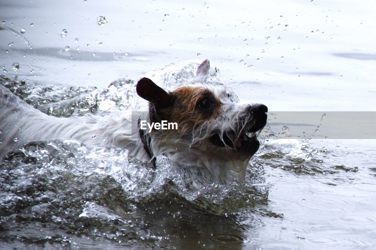 Close-up of dog in pond